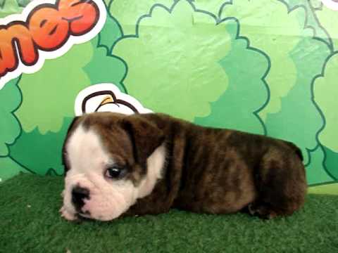English bulldog For Sale - Chikaze - http://www.bullcanes.net - ceo@bullcanes.net puppy paradise