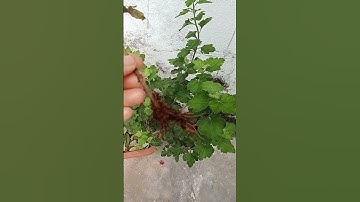 Nhân giống thành công cây cúc cổ Sơn La bằng cách giâm cành.