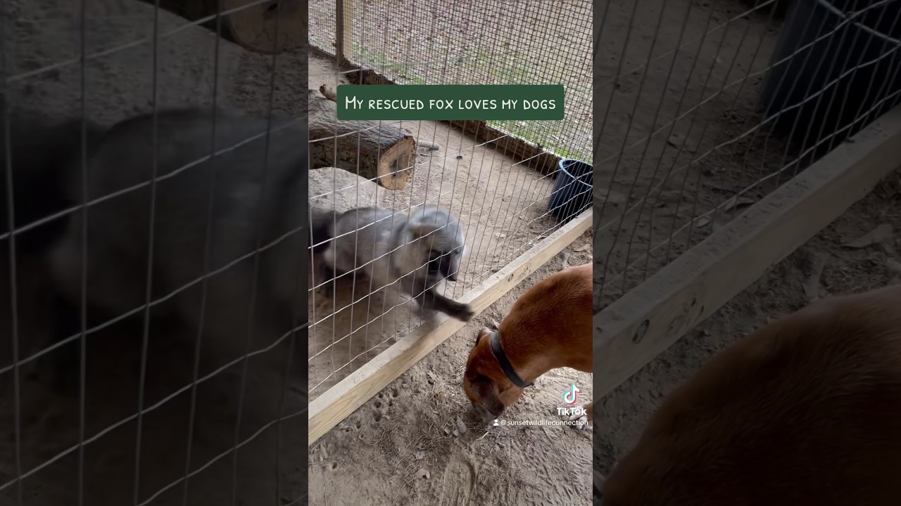 My rescued fox loves to say good morning to my dogs 