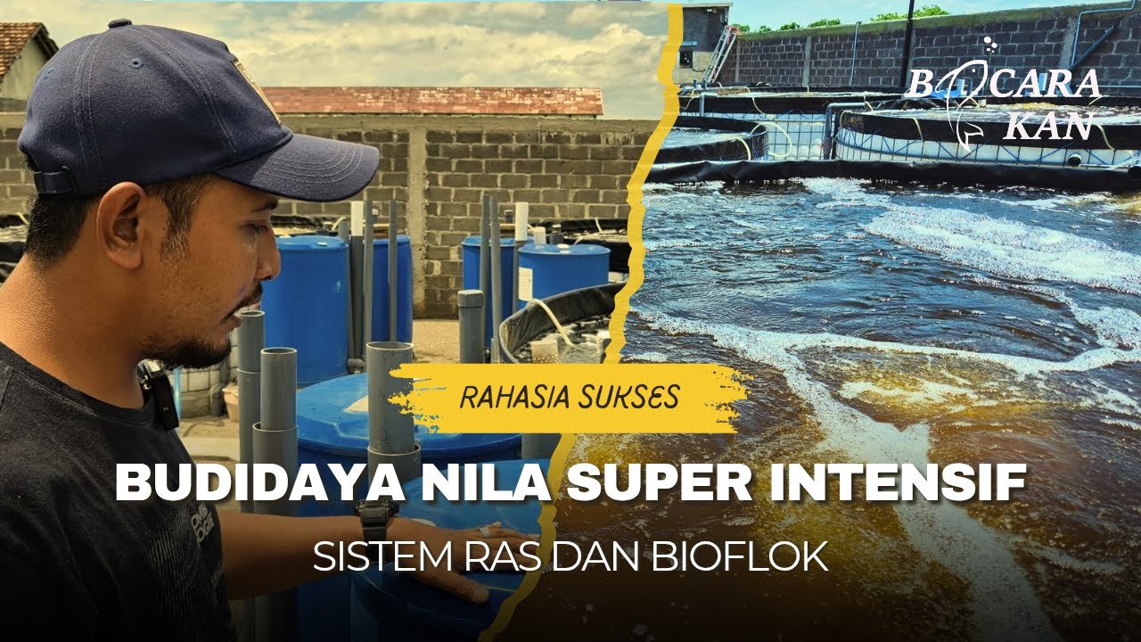 BUDIDAYA NILA SUPER INTENSIF KOMBINASI SISTEM RAS DAN BIOFLOK