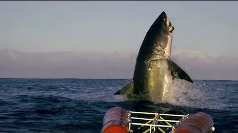 Incredible Footage of Sharks Leaping Out the Water