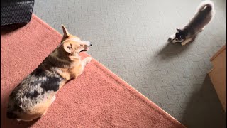 Alaskan Klee Kai vs Corgi