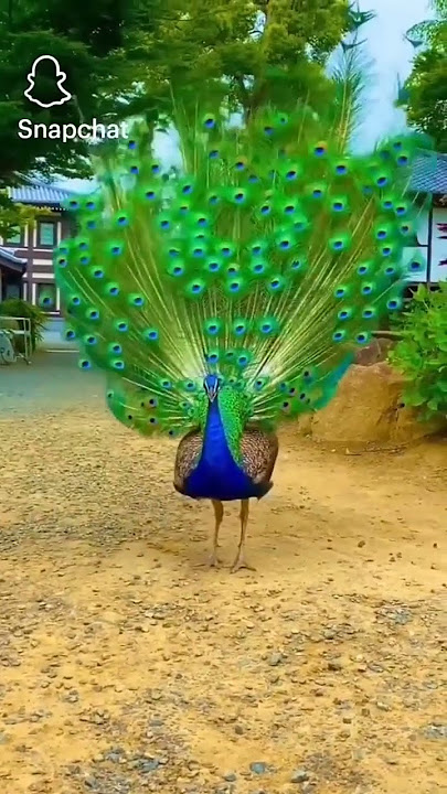 Beautiful peacock dancing #youtubeshorts #beautiful #peacock #flute #music