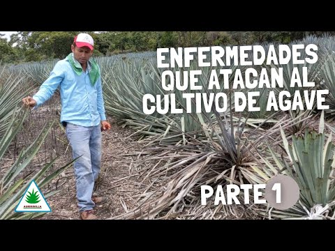 Video: ¿Qué es la antracnosis del agave?: cómo detectar los signos de la antracnosis del agave