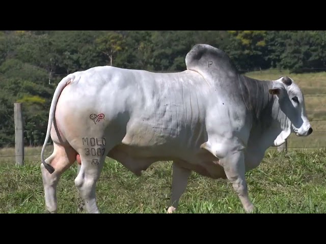 Lote 24   11º Leilão Fazenda Modelo