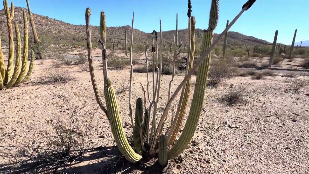🌵ARIZONA DESERT WANDER🌵 S. Puerto Blanco Drive in OPCNM { 1/13/2026 } 