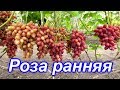 Роза ранняя 09.08.2019