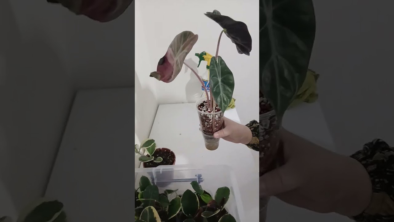 Kichkintoy gullarimni o‘suvi qanday ko‘rib baho berasizlar.