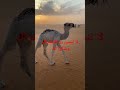  أجمل حيوان الحوار الجمل Nature البادية المغربية الابل ناقة ترند حوار  