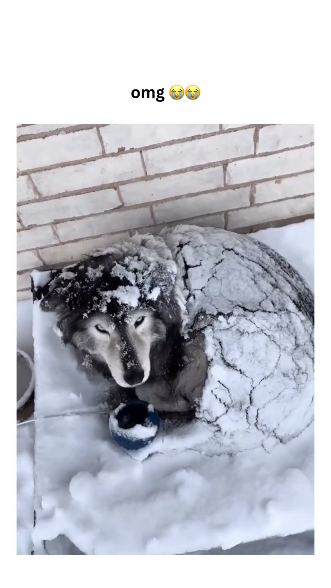 Doggyo out in the cold like hey Agatha the weather on prvnci