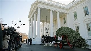 The White House Christmas Tree Arrives