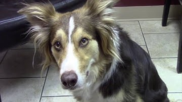 What is a canine reverse sneeze?