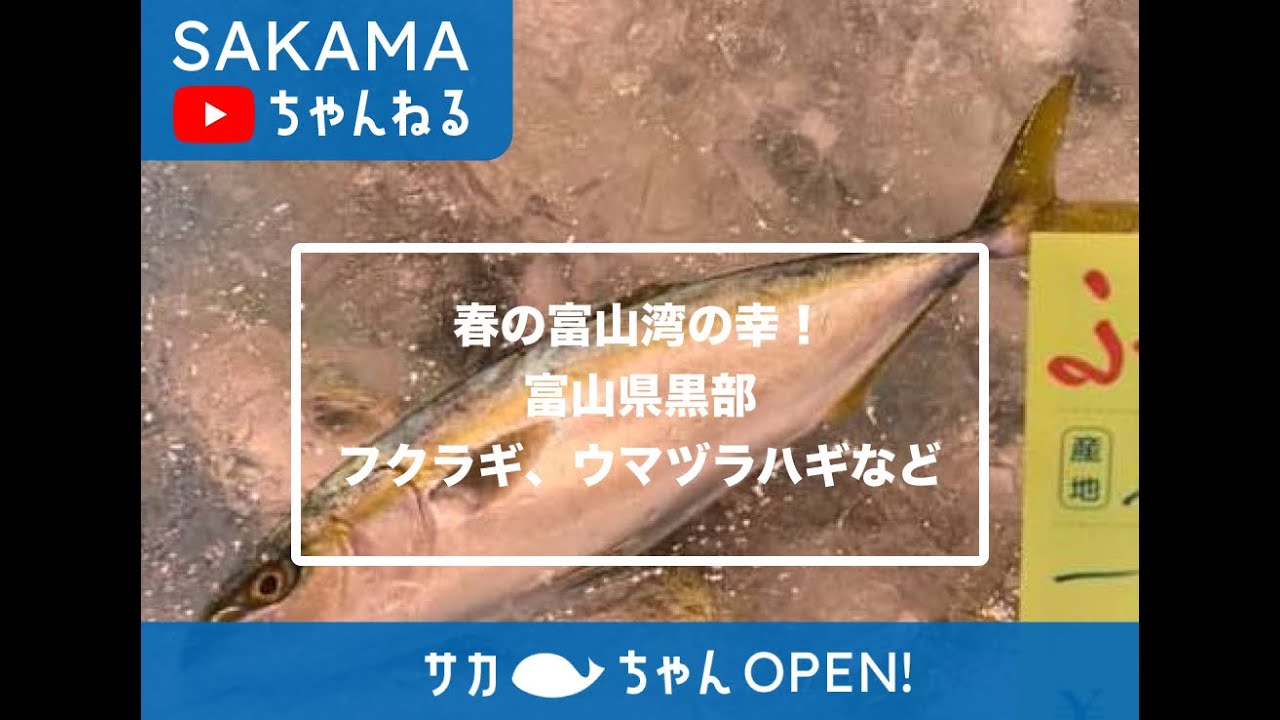 春の富山湾の幸 フクラギ ウマヅラハギ 富山県黒部 Youtube
