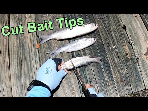 How to Cut Up Baitfish (For More Redfish, Snook, Black Drum & Tarpon) 