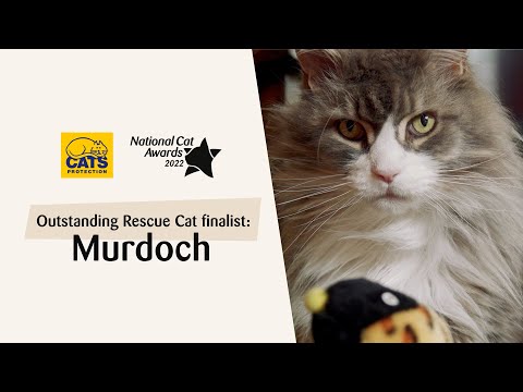 Video: Hišni ljubljenček: nekdanji skrivališče dobi nacionalno nagrado za junaka, 39-kilogramsko mačko mačk