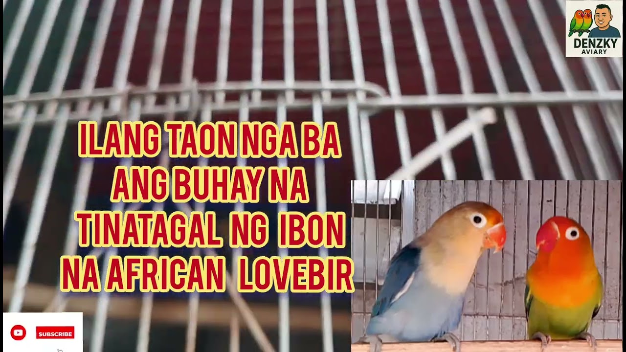 ILANG TAON PO BA ANG TINATAGAL NG BUHAY NG  AFRICAN LOVEBIRDS ( VLOG # 68)