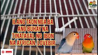 ILANG TAON PO BA ANG TINATAGAL NG BUHAY NG  AFRICAN LOVEBIRDS ( VLOG Ep # 68)