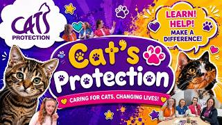 all cats adopting cats how cats are rescued dream team kids