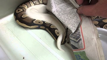 Brian Gundy Shares Lock Up Between Mystic & Pied