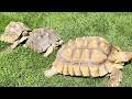 Speed turtles. Скоростные черепахи.