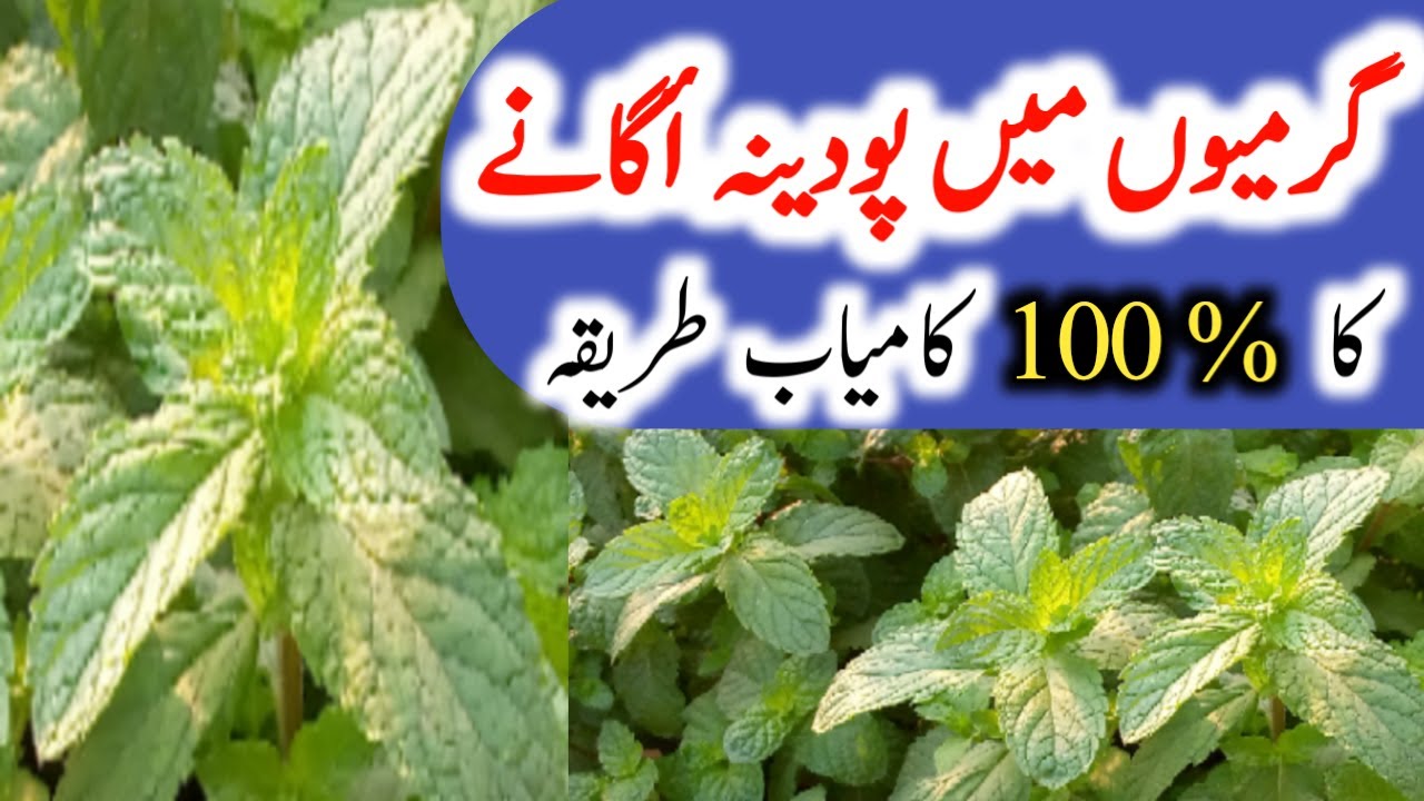 Garmiyon mein pudina kaise ugane|2 tips how to grow tons of mint|pudina lagane ka tarika|urdu|hindi