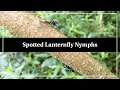 The Spotted Lanternfly, 1st-3rd Instar Nymphs.