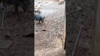 I Checked Inside the Pig Shelter… | 191 Animal Rescue – Morganton NC