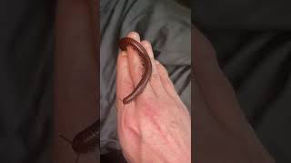 Chocolate Millipede #invertebrates #millipede #entomology