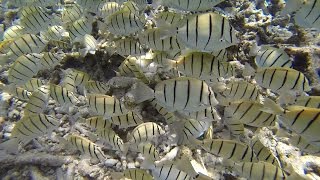 Gitter-Doktorfische / Swarm Acanthurus triostegus/Convict surgeonfish