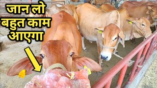 गाय भैंस में सेंधा नमक के चमत्कारी फायदे |Rock salt benefits in dairy farming|hindi