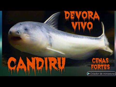 Candiru Devora Peixe Ainda Vivo / Alimento Vivo é Certo ou errado ?