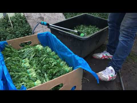 руккола НННадо\ срезка рукклы