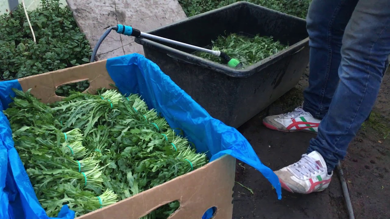 руккола НННадо\ срезка рукклы