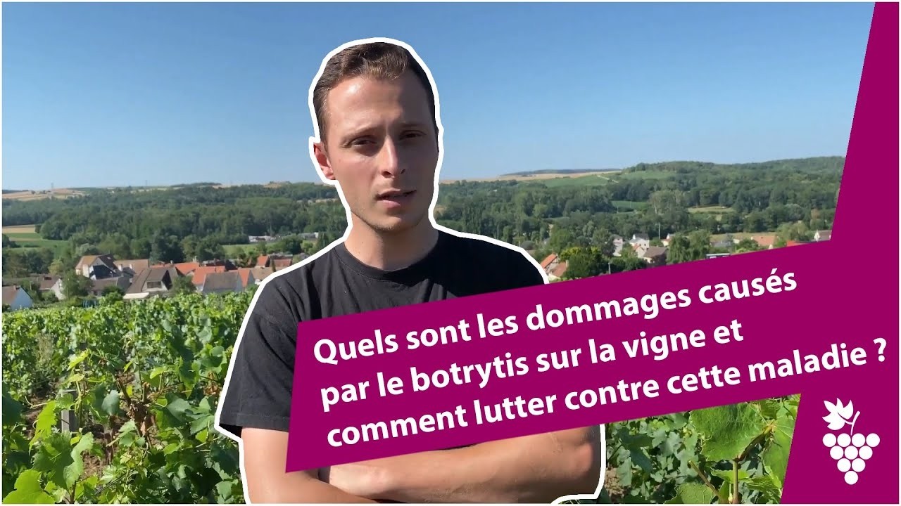 Botrytis de la vigne : quels dégâts et comment lutter contre la maladie ?
