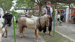 Cek harga kambing Jumboan di pasar hewan srengat blitar | Sahabat sapi dolan pasar