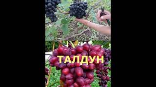 @Супер виноград Шарада UA і Талдун