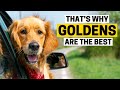 12 Reasons Why Golden Retrievers are Such Awesome Pets