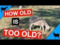 Goat &amp; Sheep Life Expectancy/Productive Years
