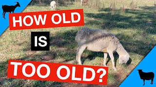 Download Lagu Goat \u0026 Sheep Life Expectancy/Productive Years MP3 Download Lagu Goat \u0026 Sheep Life Expectancy/Productive Years MP3