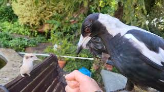 Casual Chaos and Cuteness #14 - Backyard Birds Australia