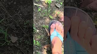 Crunchy leaf crushing ASMR 🍂  #shorts #asmr #satisfying #oddlysatisfying  #LeafCrunching  #leaf