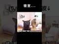 同棲開始の寝室.... #おもしろ #cat #恋愛 #猫 #猫ミーム