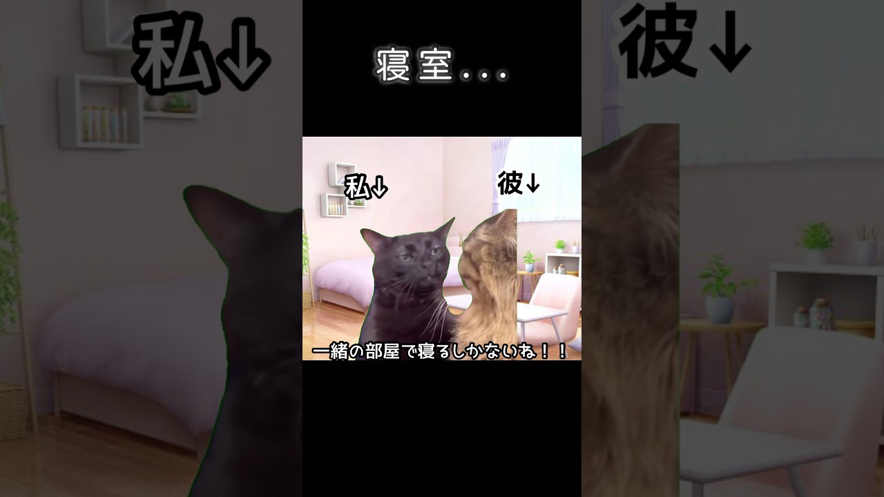 同棲開始の寝室.... #おもしろ #cat #恋愛 #猫 #猫ミーム