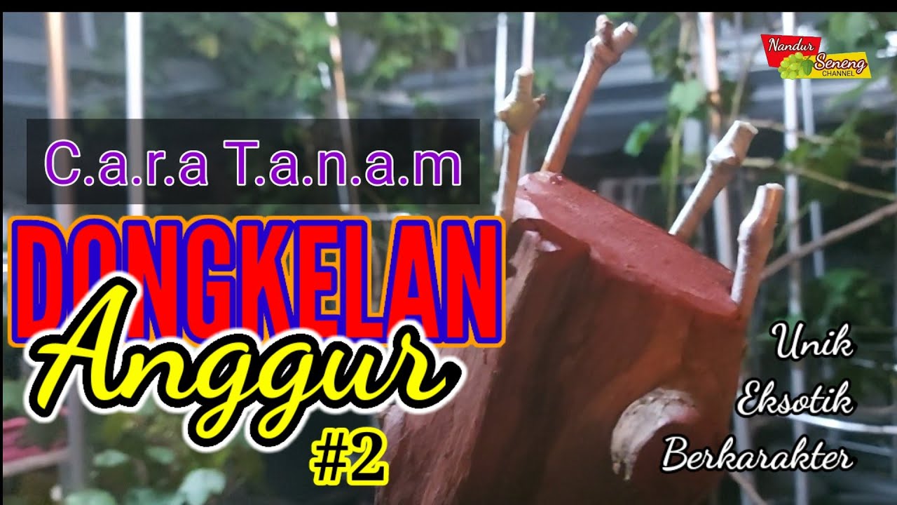 CARA TANAM DONGKELAN ANGGUR |Bagian #2