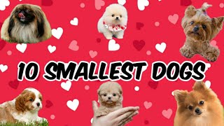 Top 10 Smallest &amp; Cutest dog breeds in the World (Comment your favourite dog breed)