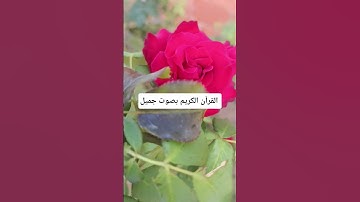 القرآن الكريم بصوت جميل #duet #quran #اكسبلور #qoraniyat423 #راحة_نفسية #qoraniyat421 #تيك_توك
