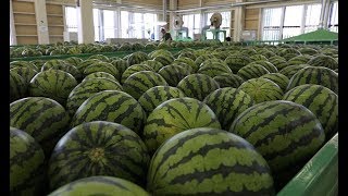 スイカの出荷が最盛期
