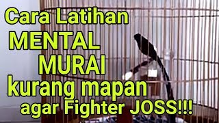 Cara Latihan Mental MURAI kurang mapan agar FIGHTER JOSS