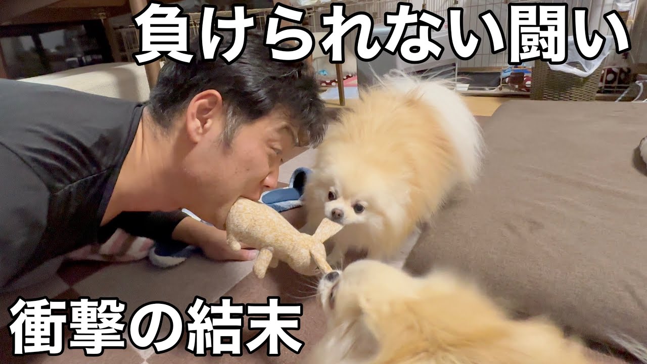 絶対に負けたくないポメラニアンの行動がマジでヤバすぎた - YouTube