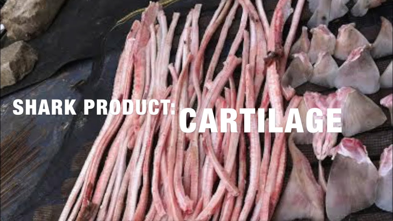 camera iphone 8 plus apk SHARK PRODUCTS: Cartilage prt 2 of 4